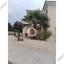 5 bedroom detached house for sale strovolos nicosia 8844388 thumbnail 17075205
