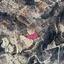 plot for sale mesa chorio paphos 8237488 thumbnail 14229475