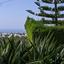 3 bedroom detached house for sale mesa chorio paphos 7721588 thumbnail 14232161