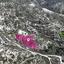 land for sale peyia paphos 8395888 thumbnail 14822349
