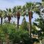 3 bedroom semi detached house for sale tombs of the kings paphos 7738988 thumbnail 17841305