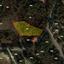 land for sale pera pedi limassol 1387798 thumbnail 2640514