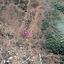 land for sale pigenia nicosia 1649798 thumbnail 10050439