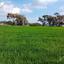 land for sale agia thekla famagusta 1674209 thumbnail 4323903