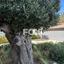 5 bedroom detached house for sale kalogiroi limassol 1465809 thumbnail 17883145