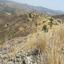 land for sale pigenia nicosia 946219 thumbnail 15601078
