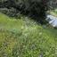 land for sale apsiou limassol 8026319 thumbnail 17414252