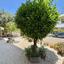 3 bedroom detached house for sale peyia paphos 7546719 thumbnail 10309143