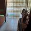 4 bedroom semi detached house for sale agioi anargyroi larnaca 841819 thumbnail 5398527