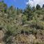 land for sale platanistasa nicosia 1785229 thumbnail 15597930