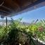 2 bedroom town house for sale marathounta paphos 8959329 thumbnail 17780549