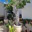 8 bedroom detached house for sale lempa paphos 8890329 thumbnail 17318788
