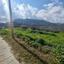 5017 SQM Land for sale in Dora, Limassol thumbnail 15599911