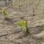 land for sale anafotida larnaca 8863529 thumbnail 17168355
