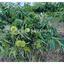land for sale kampos nicosia 1813529 thumbnail 6268049