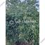 land for sale kampos nicosia 1813529 thumbnail 6268054