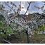 land for sale kampos nicosia 1813529 thumbnail 6268081
