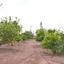 3 bedroom detached house for sale sea caves peyia paphos 7737729 thumbnail 10194140