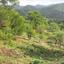 land for sale pigenia nicosia 945929 thumbnail 6815086