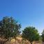 plot for sale ora larnaca 8785239 thumbnail 16647170