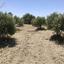 land for sale monagroulli limassol 1924849 thumbnail 12701248