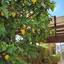 4 bedroom detached house for sale kalogiroi limassol 7903059 thumbnail 11108249
