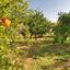 2 bedroom bungalow for sale choletria paphos 7737559 thumbnail 10191871