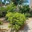 5 bedroom detached house for sale ekali limassol 7738759 thumbnail 12563852