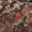 land for sale analiontas nicosia 1210759 thumbnail 15603787