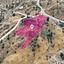 land for sale pano pyrgos nicosia 7872169 thumbnail 11384354