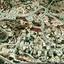 land for sale peyia paphos 8529969 thumbnail 15532338