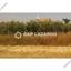 land for sale mazotos larnaca 1688179 thumbnail 6015168