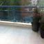 3 bedroom apartment for rent lykavitos nicosia 1152479 thumbnail 5155626