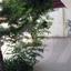 3 bedroom detached house for sale pallouriotissa nicosia 1151479 thumbnail 5135769
