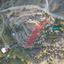 land for sale tempria nicosia 1048479 thumbnail 15603828