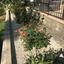 3 bedroom detached house for rent kapedes nicosia 7649779 thumbnail 10005839