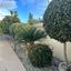 3 bedroom bungalow for sale tala paphos 7733879 thumbnail 10152581