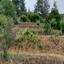 land for sale kakopetria nicosia 1802189 thumbnail 16700620