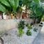 2 bedroom semi detached house for rent potamos germasogeias limassol 7805589 thumbnail 14878633
