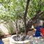 2 bedroom semi detached bungalow for sale apostolos andreas limassol limassol 890689 thumbnail 764699