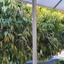 2 bedroom semi detached bungalow for sale apostolos andreas limassol limassol 890689 thumbnail 764704