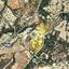land for sale monagroulli limassol 1336889 thumbnail 13918535