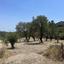 land for sale silikou limassol 1545699 thumbnail 5865111