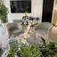 4 bedroom detached house for sale agioi trimithias nicosia 8344799 thumbnail 15788546