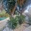 3 bedroom detached house for rent drousia paphos 8306899 thumbnail 16650714